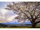 満開の桜(樹齢100年以上)と富士山の絶景です。