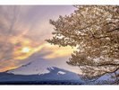 満開の桜(樹齢100年以上)と富士山の絶景です。