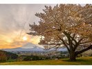 満開の桜(樹齢100年以上)と富士山の絶景です。
