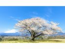 満開の桜(樹齢100年以上)と富士山の絶景です。