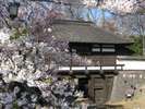 小諸城址懐古園(4月下旬)