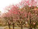 熱海梅園では早咲き・中咲き・遅咲きの梅が順番にご覧いただけます。
