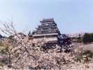 熱海城の桜は、例年3月中旬～4月中旬が見頃となります。