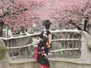 ＜糸川＞春は川沿いに日本一の早咲きの桜が見頃を迎えます。
