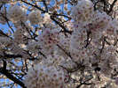 ～大寒桜2月中旬には見頃を迎えています♪～