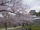 【周辺観光/舞鶴公園(春)】花と歴史の舞鶴公園、約1000本の咲き誇る桜は圧巻/写真提供:福岡市