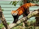 【周辺観光/福岡市動植物園】こども動物園では動物とふれあってお楽しみいただけます/写真提供:福岡市