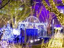 【周辺観光/警固公園(冬)】緑が多く池もあり毎年12月中旬はイルミネーションが彩る/写真提供:福岡市