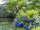 【周辺観光/舞鶴公園(夏)】花カレンダーチェック!6月中旬からアジサイやハスが見頃/写真提供:福岡市