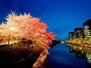 【周辺観光/舞鶴公園(春)】3月下旬から4月上旬のさくらまつりのライトアップ/写真提供:福岡市