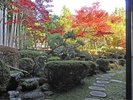 菊の間紅葉