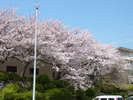 休暇村の桜【3月下旬〜4月上旬見ごろ】 さくら館側