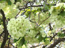 御威光桜(ぎょいこうさくら)【4月中旬見ごろ】さくら館側
