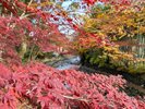 修善寺温泉の紅葉:当館から修善寺温泉まで車で約30分。