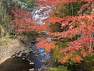 修善寺温泉の紅葉:当館から修善寺温泉まで車で約30分。