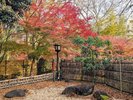 修善寺温泉の紅葉:当館から修善寺温泉まで車で約30分。