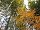 修善寺温泉の紅葉:当館から修善寺温泉まで車で約30分。