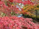 修善寺温泉の紅葉:当館から修善寺温泉まで車で約30分。