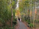 修善寺温泉の竹林の小径:当館から修善寺温泉まで車で約30分。