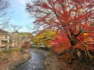 修善寺温泉の紅葉:当館から修善寺温泉まで車で約30分。