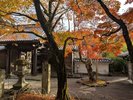 修善寺の紅葉