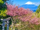 駿河湾越しに映る富士山と土肥桜