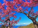 日本一開花が早い「土肥桜」。例年1月中旬から2月上旬まで濃いピンク色の花を咲かせます。