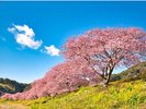 南伊豆◆みなみの桜と菜の花まつり