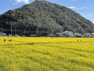 南伊豆◆みなみの桜と菜の花まつり