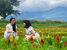 【那須フラワーワールド】夏はケイトウが美しく咲きます
