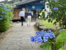 温泉棟への道には6月になるとアジサイが満開に