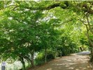 (あじろぎの道)新緑の季節、宇治川沿いの風情ある散策道。※画像はイメージ