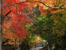 (さわらびの道)紅葉の季節、宇治川沿いの風情ある散策道。※画像はイメージ