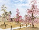 【冬の季節】車で10分、三室戸寺しだれ梅園※画像はイメージ