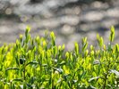 (春の季節)宇治茶畑の葉、一枚一枚に心を込めて※画像はイメージ