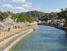 (春)桜の季節「ホテル周辺・宇治川」※画像はイメージ