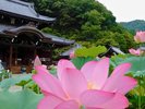 (三室戸寺)6月下旬〜8月上旬ごろまで『蓮園』を開催中です。