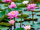 (三室戸寺)6月下旬〜8月上旬ごろまで『蓮園』を開催中です。