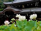 (三室戸寺)6月下旬〜8月上旬ごろまで『蓮園』を開催中です。