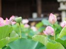 (三室戸寺)6月下旬〜8月上旬ごろまで『蓮園』を開催中です。