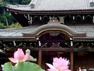 (三室戸寺)6月下旬〜8月上旬ごろまで『蓮園』を開催中です。