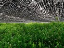 (春の季節)宇治茶畑の葉、一枚一枚に心を込めて※画像はイメージ