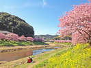 2月中旬から咲く川津桜