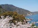 ホテル前の桜（例年３月末から４月初旬に開花）