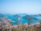 紫雲出山桜
