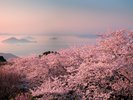 紫雲出山の桜