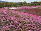 春の人気イベント「羊山公園の芝桜祭り」