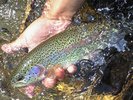 敷地内に流れる清流でニジマス掴み取り体験。捕まえたニジマスはそのまま塩焼きに。お子様でも楽しめます。