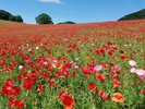 初夏の秩父を彩る風物詩として親しまれる「天空のポピー」。青空と花々が織りなす感動の絶景です。