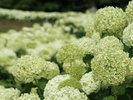 長瀞 花の里では6月下旬から7月錠中まであじさいのアナベルが見頃になります。